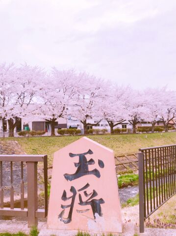 天童市・桜・王.jpg