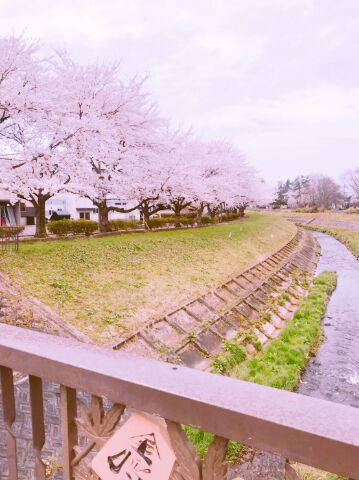 天童市・桜・金.jpg