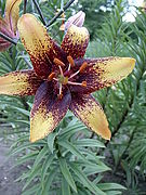 135px-Lilium_x_Tango.jpg