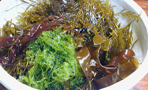 海藻類.jpg